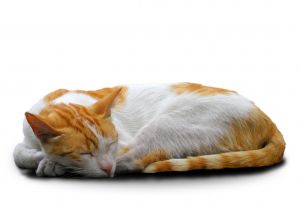 sleeping_cat